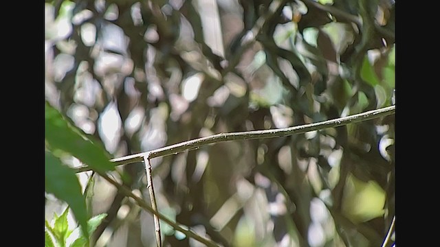 Dusky-throated Hermit - ML259870161