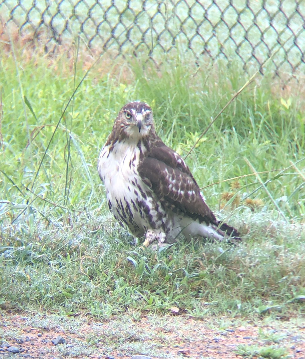 Red-tailed Hawk - ML259870821