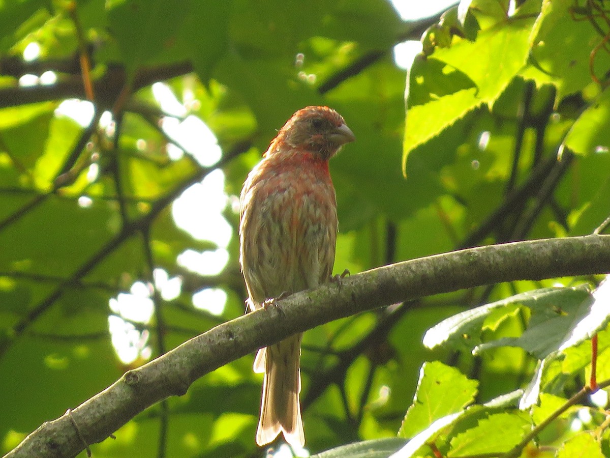 House Finch - ML259872591