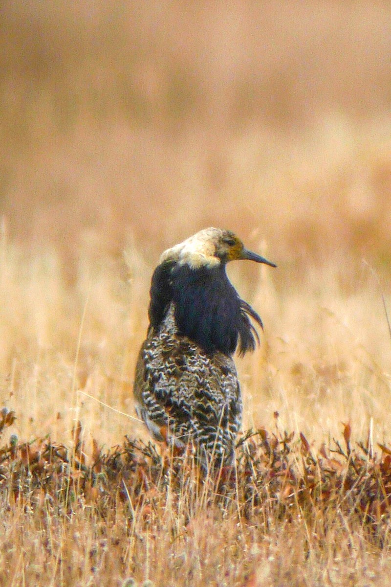 Ruff - Roger Horn