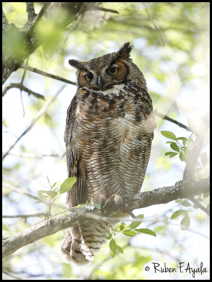 Great Horned Owl - ML25987321