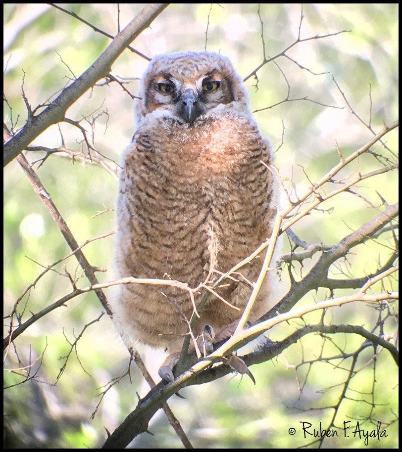 Great Horned Owl - ML25987331