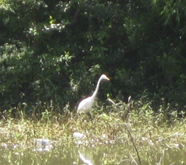 Great Egret - ML259873991