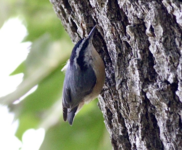 Red-breasted Nuthatch - ML259874631