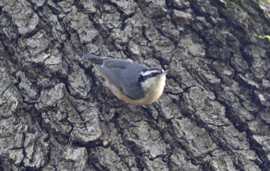Red-breasted Nuthatch - ML259874641