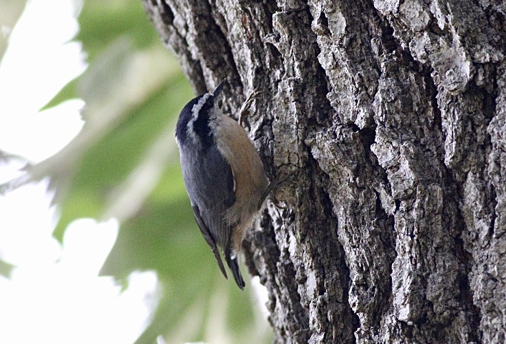 Red-breasted Nuthatch - ML259874651
