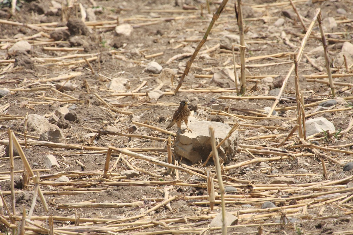 Eurasian Kestrel - ML259876821