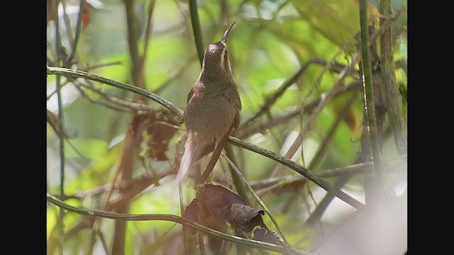 Dusky-throated Hermit - ML259877701