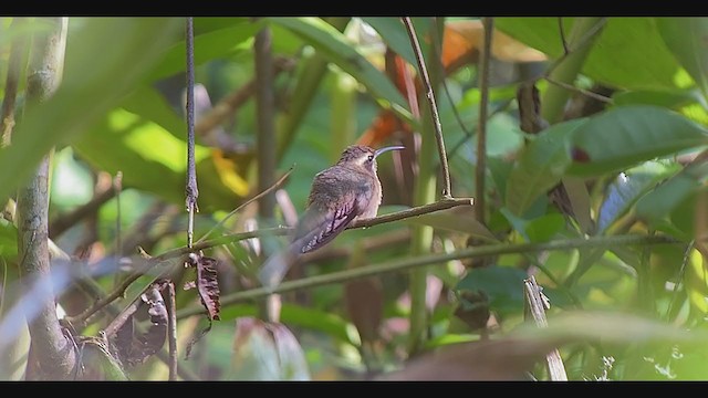 Dusky-throated Hermit - ML259878441