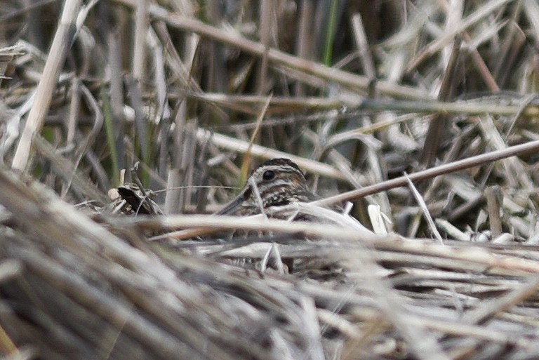 Wilson's Snipe - ML25988301