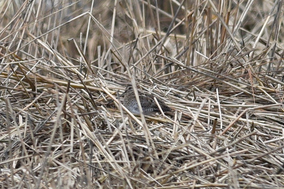 Wilson's Snipe - Sean Sime