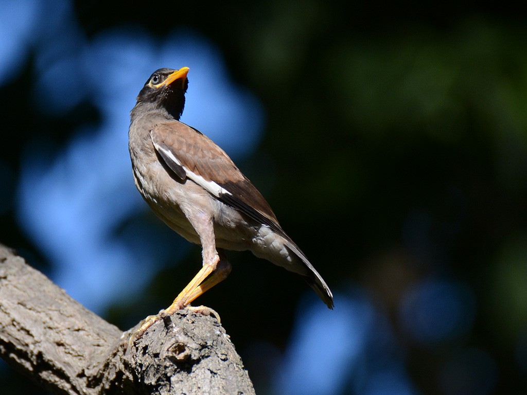 Common Myna - ML259884191