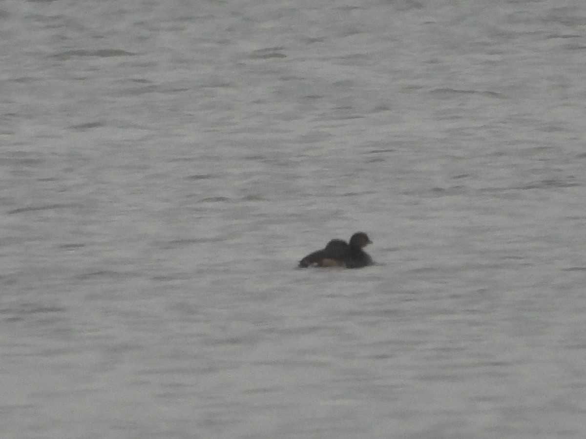 Pied-billed Grebe - Rick Luehrs