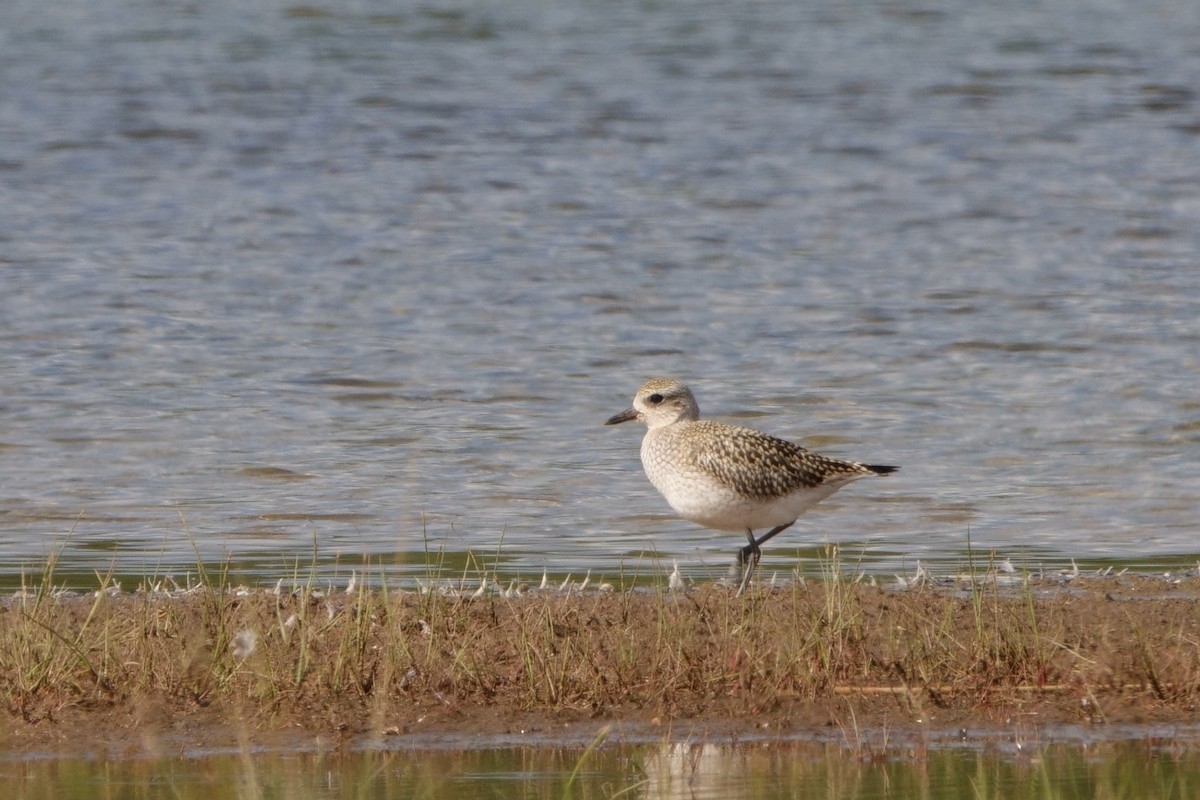 Black-bellied Plover - ML259887821