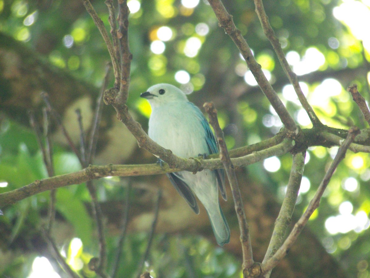 Blue-gray Tanager - ML259888151