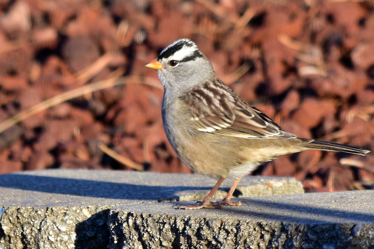 White-crowned Sparrow - Lily Ann Plumb