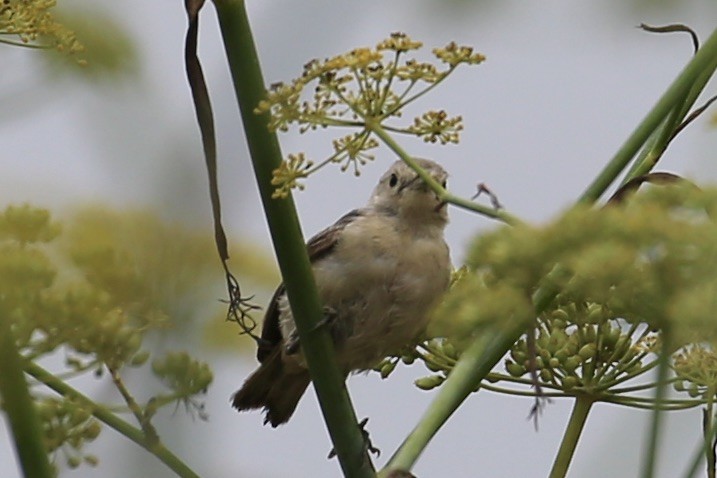 Lucy's Warbler - ML259889091
