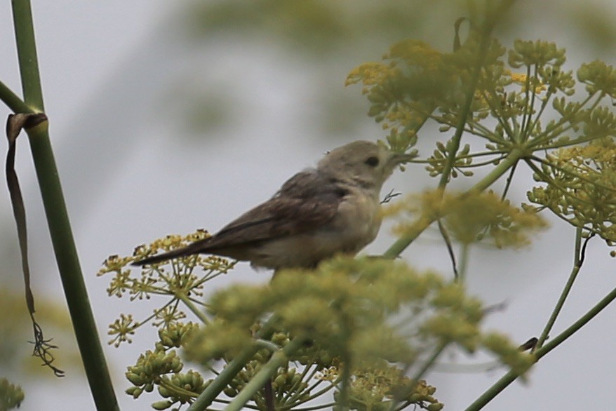 Lucy's Warbler - ML259889101