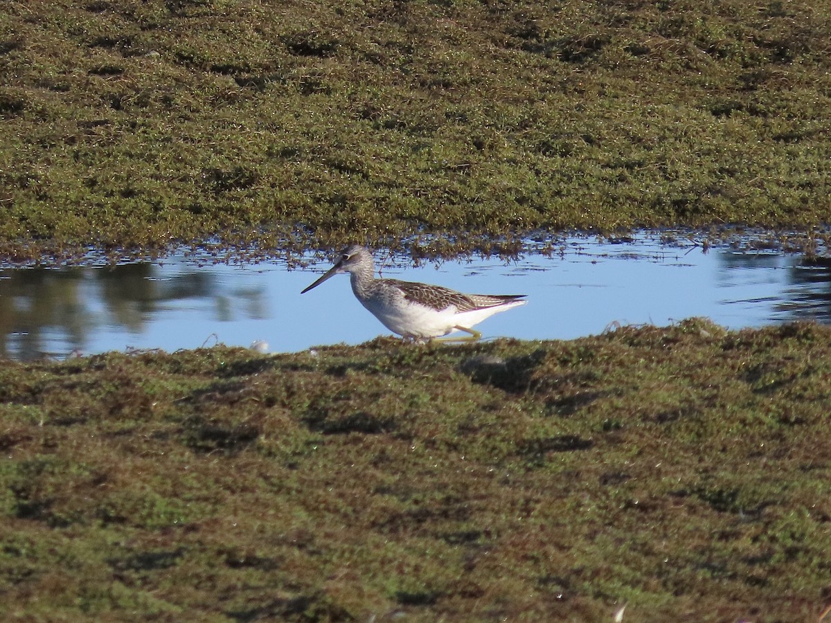 Common Greenshank - David Campbell