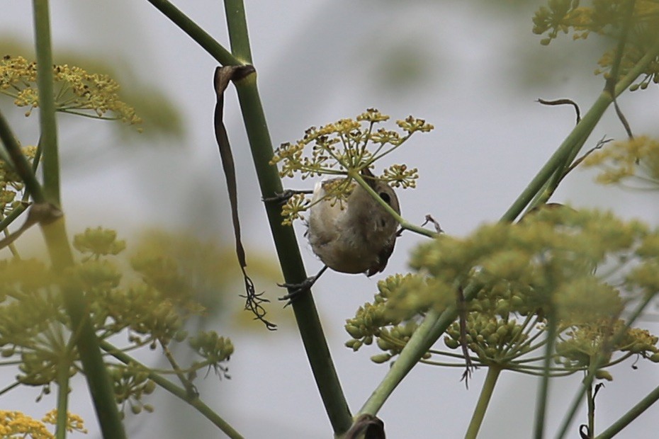 Lucy's Warbler - ML259889291