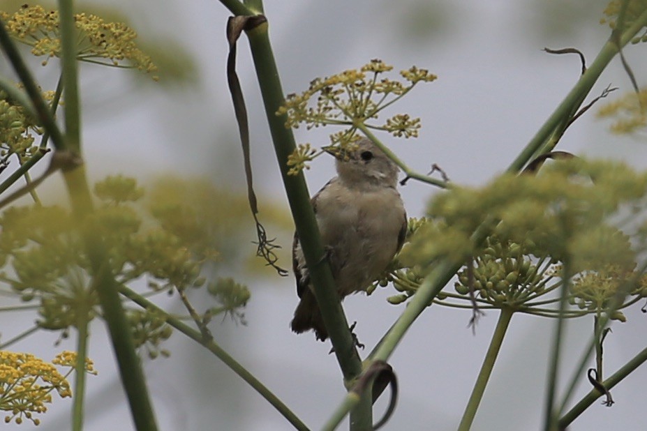 Lucy's Warbler - ML259889301