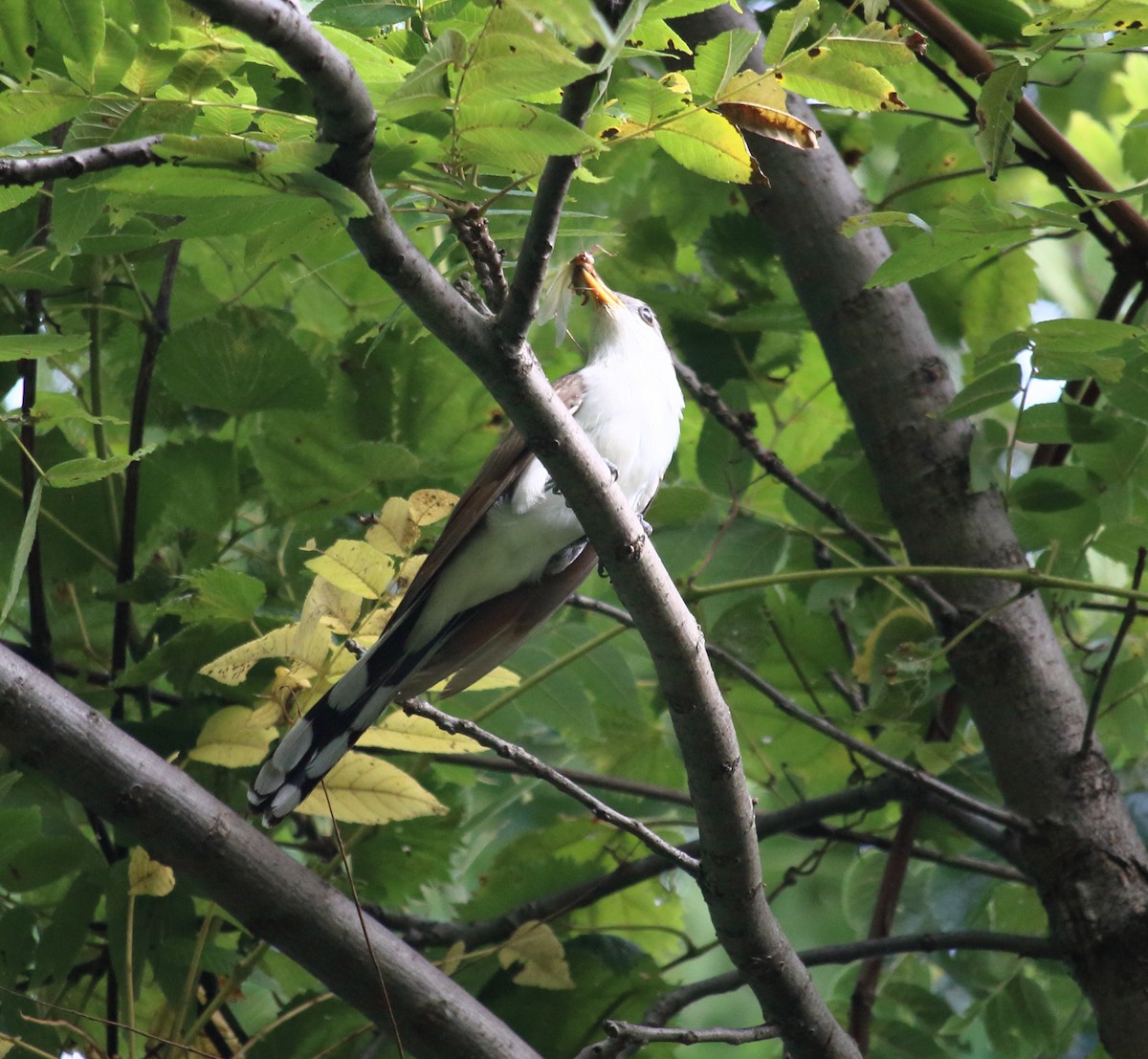 Yellow-billed Cuckoo - Brian Voorhees