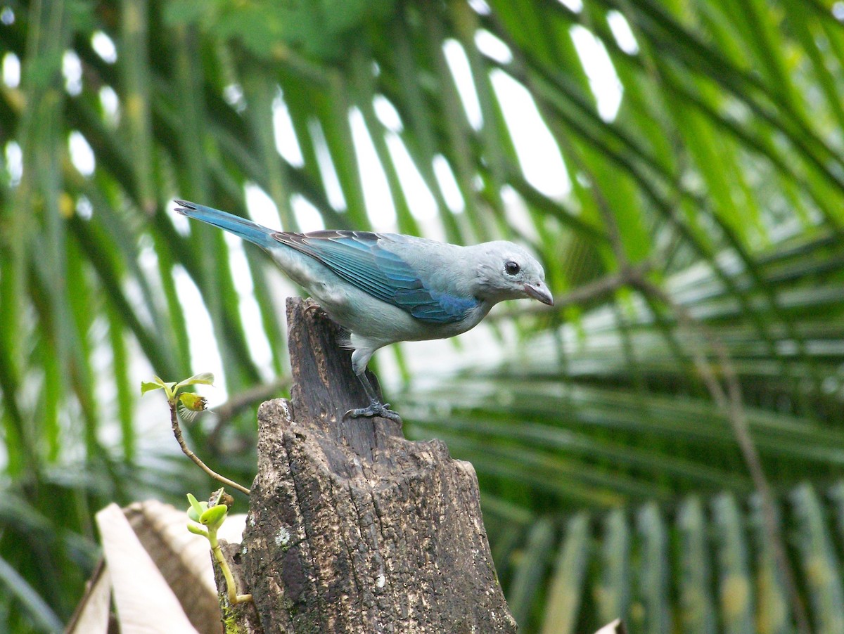 Blue-gray Tanager - ML259892631