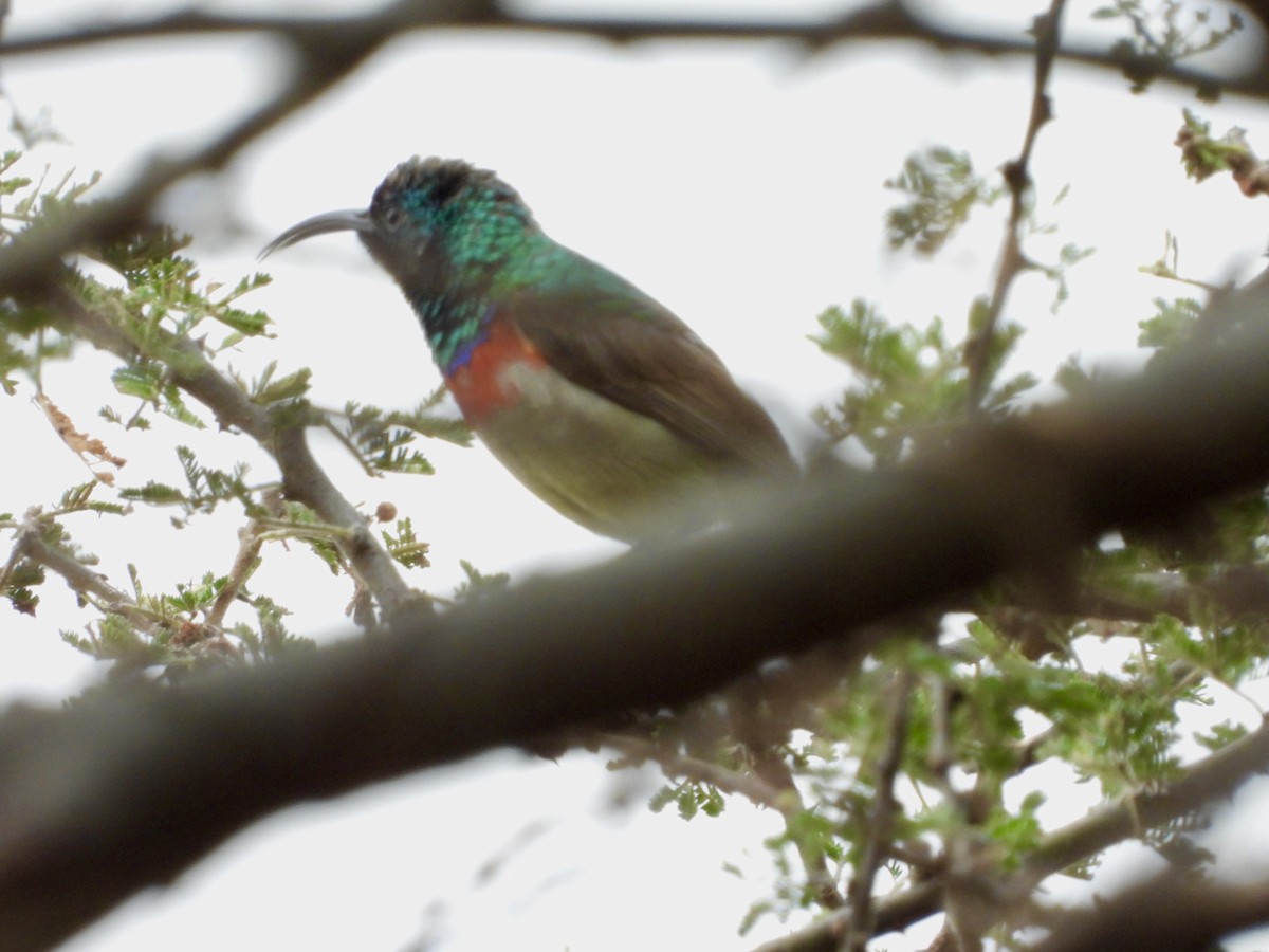 Eastern Miombo Sunbird - ML259892801