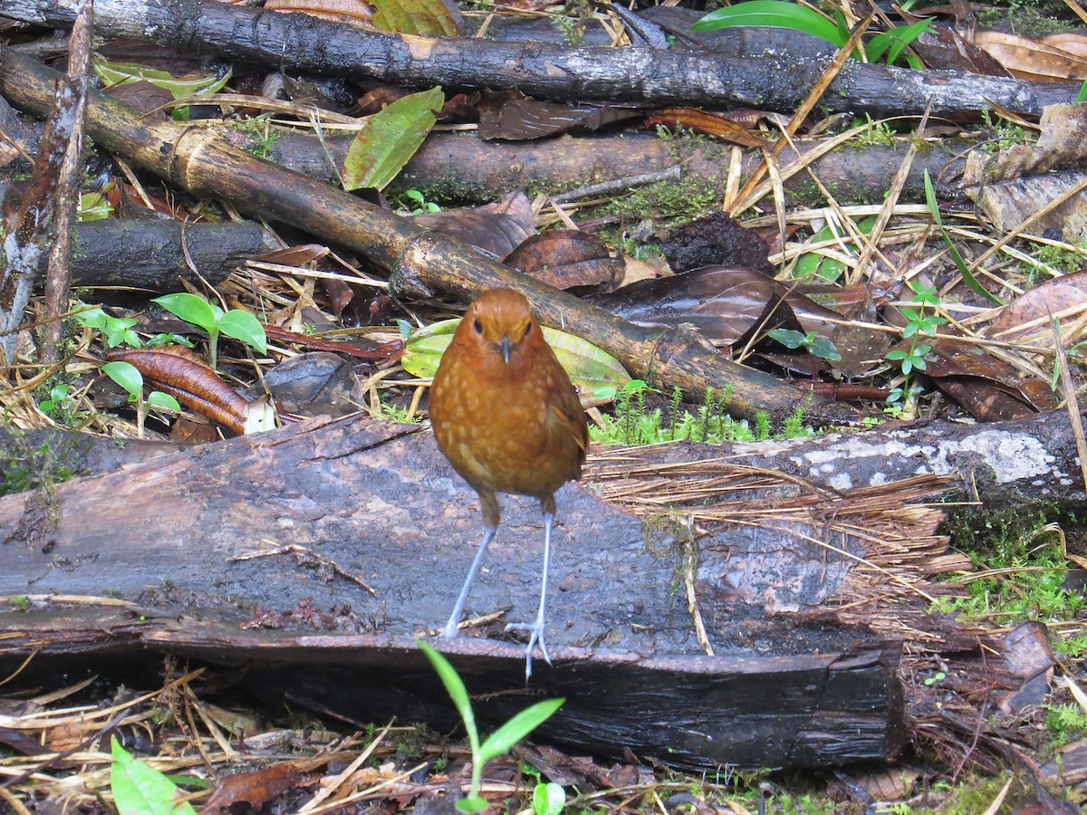 Chami Antpitta - ML25989281