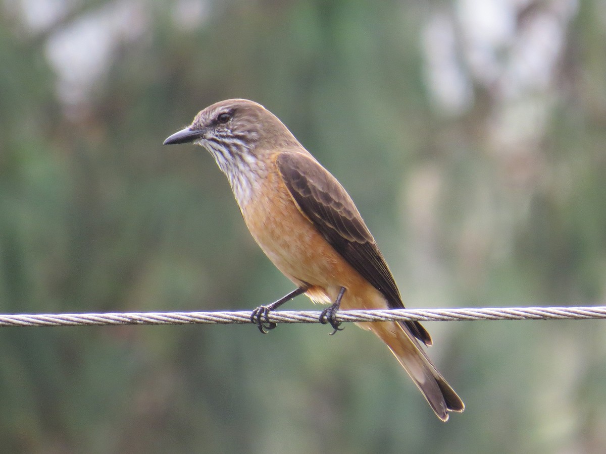 Streak-throated Bush-Tyrant - Kevin Groeneweg