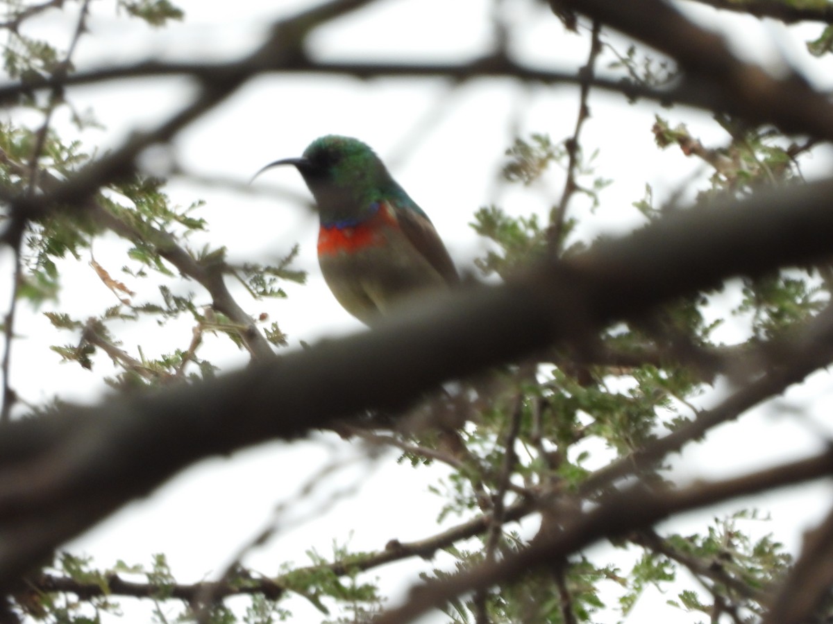 Eastern Miombo Sunbird - ML259893651