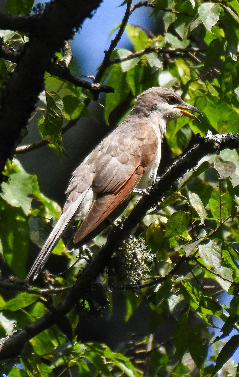 Yellow-billed Cuckoo - Patty Masten