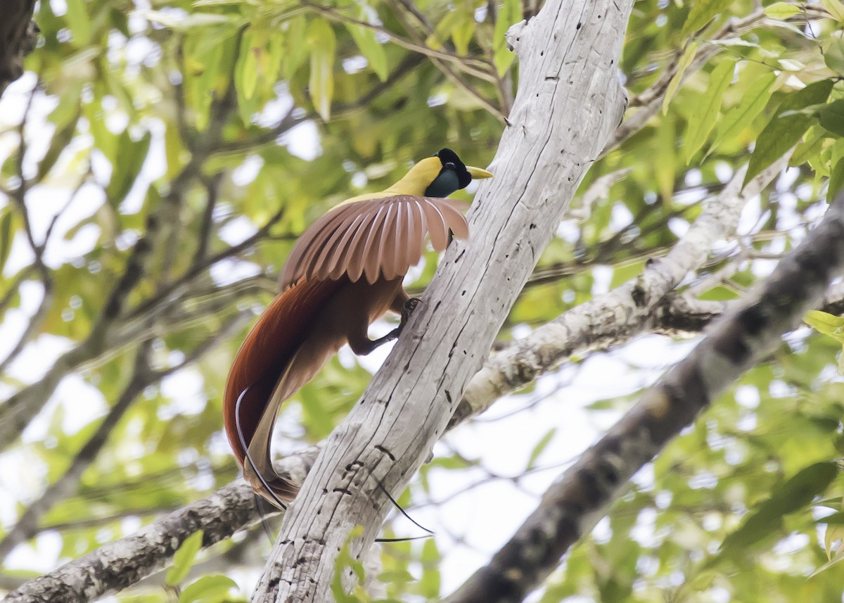 Red Bird-of-Paradise - ML259893851