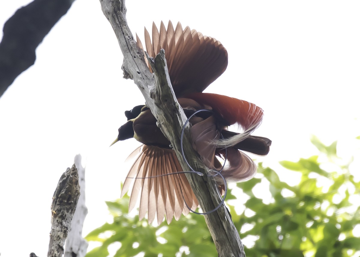 Red Bird-of-Paradise - ML259893921