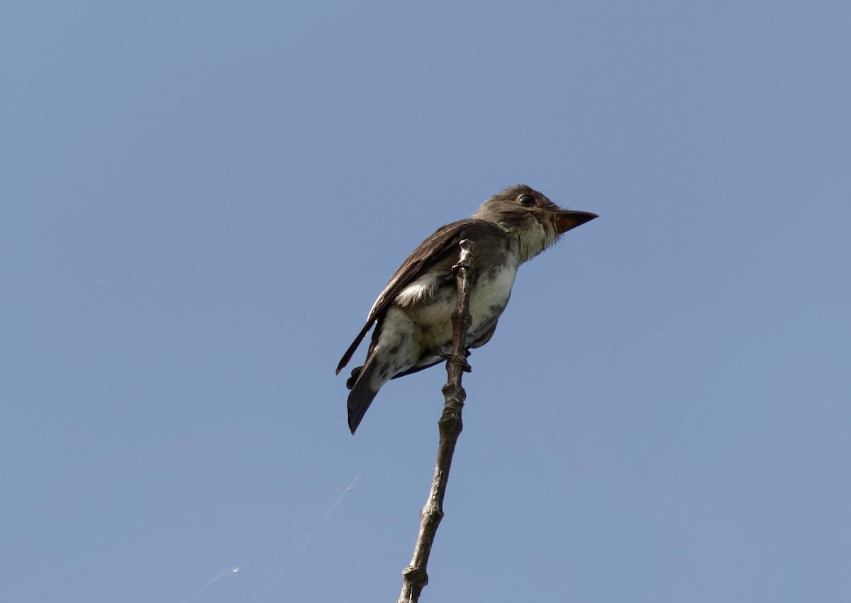 Olive-sided Flycatcher - James Sawusch