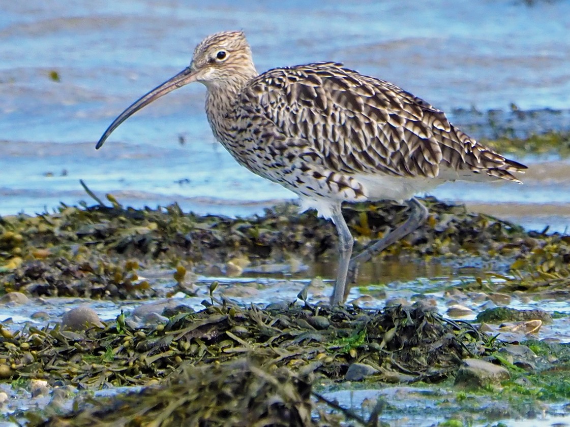 Eurasian Curlew - Brian Carruthers