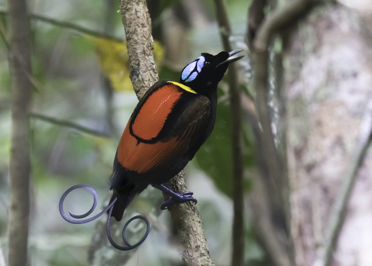Wilson's Bird-of-Paradise - Sayam U. Chowdhury