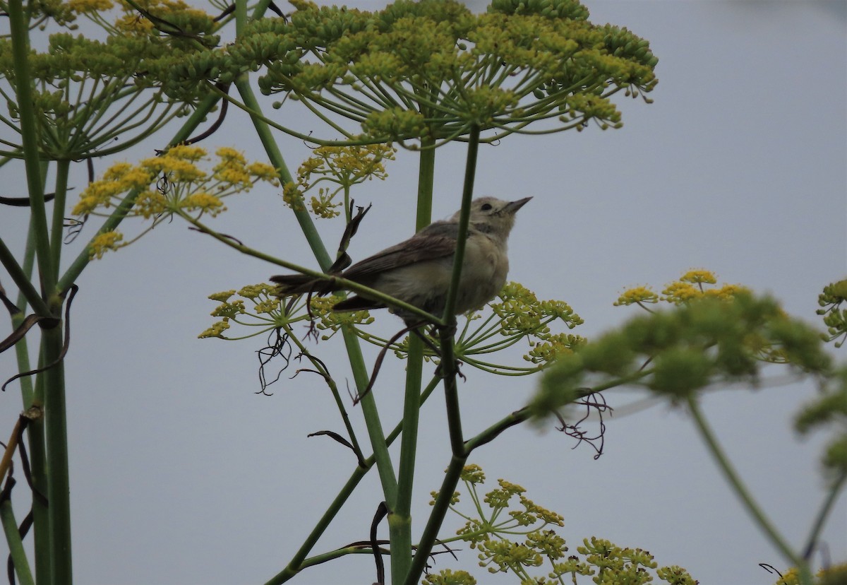 Lucy's Warbler - ML259896951