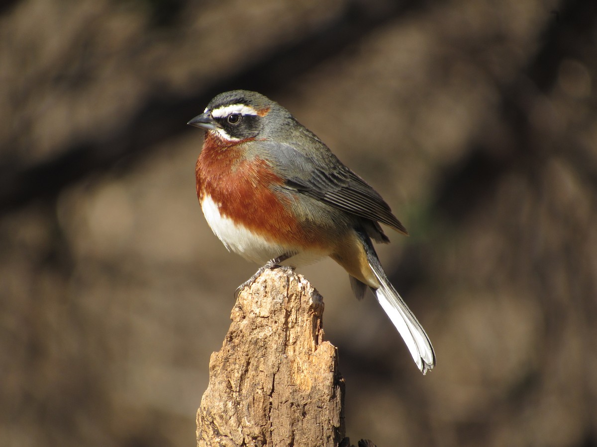 Black-and-chestnut Warbling Finch - samuel olivieri bornand