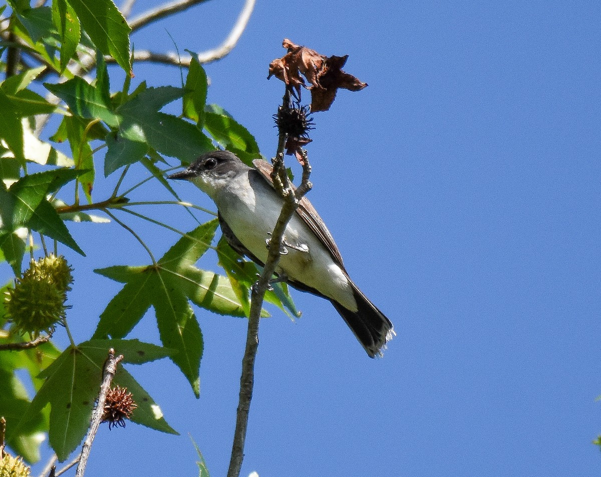 Eastern Kingbird - ML259899561