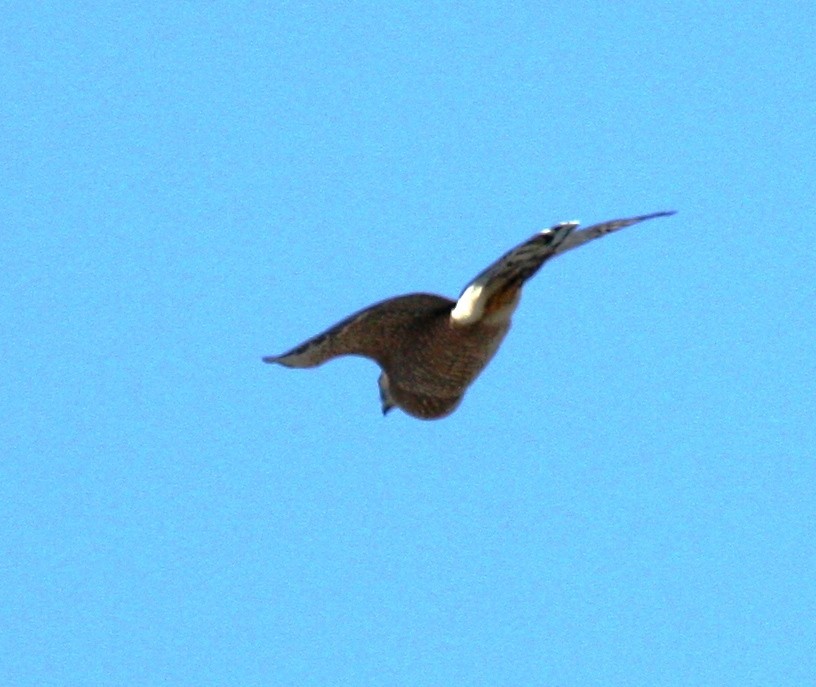 Cooper's Hawk - ML25989981