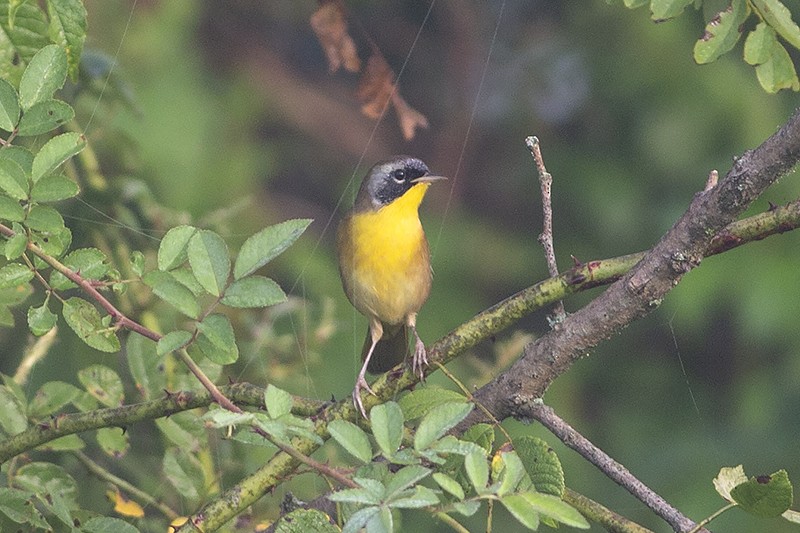 Common Yellowthroat - Martin Wall