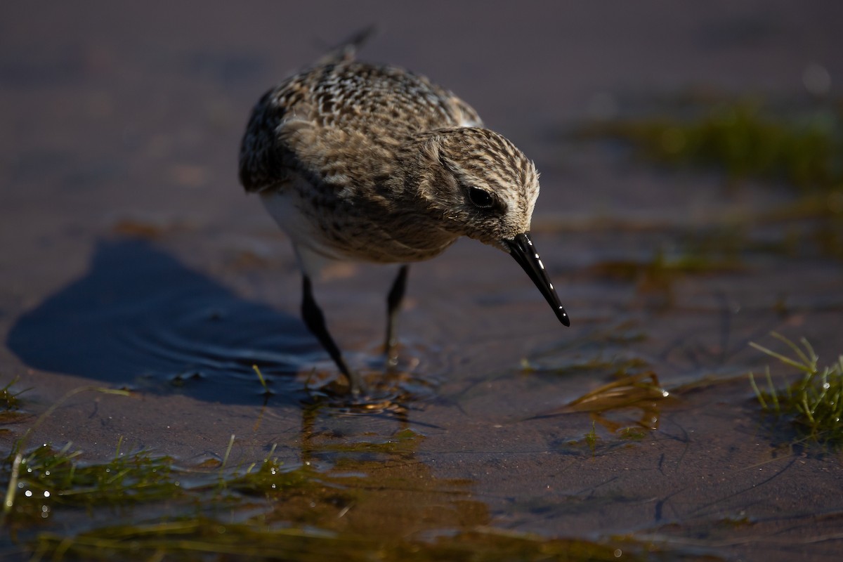 Baird's Sandpiper - ML259901731