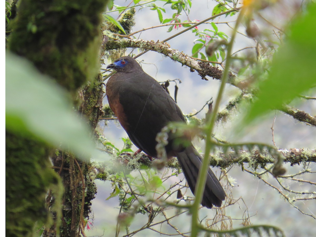 Sickle-winged Guan - ML25990231