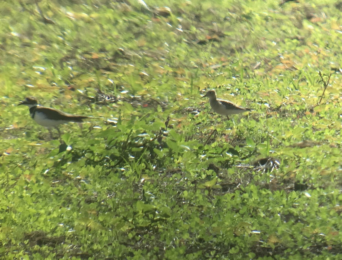 Buff-breasted Sandpiper - Ken Burdick