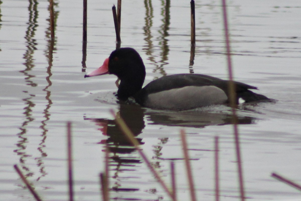 Rosy-billed Pochard - ML259902361