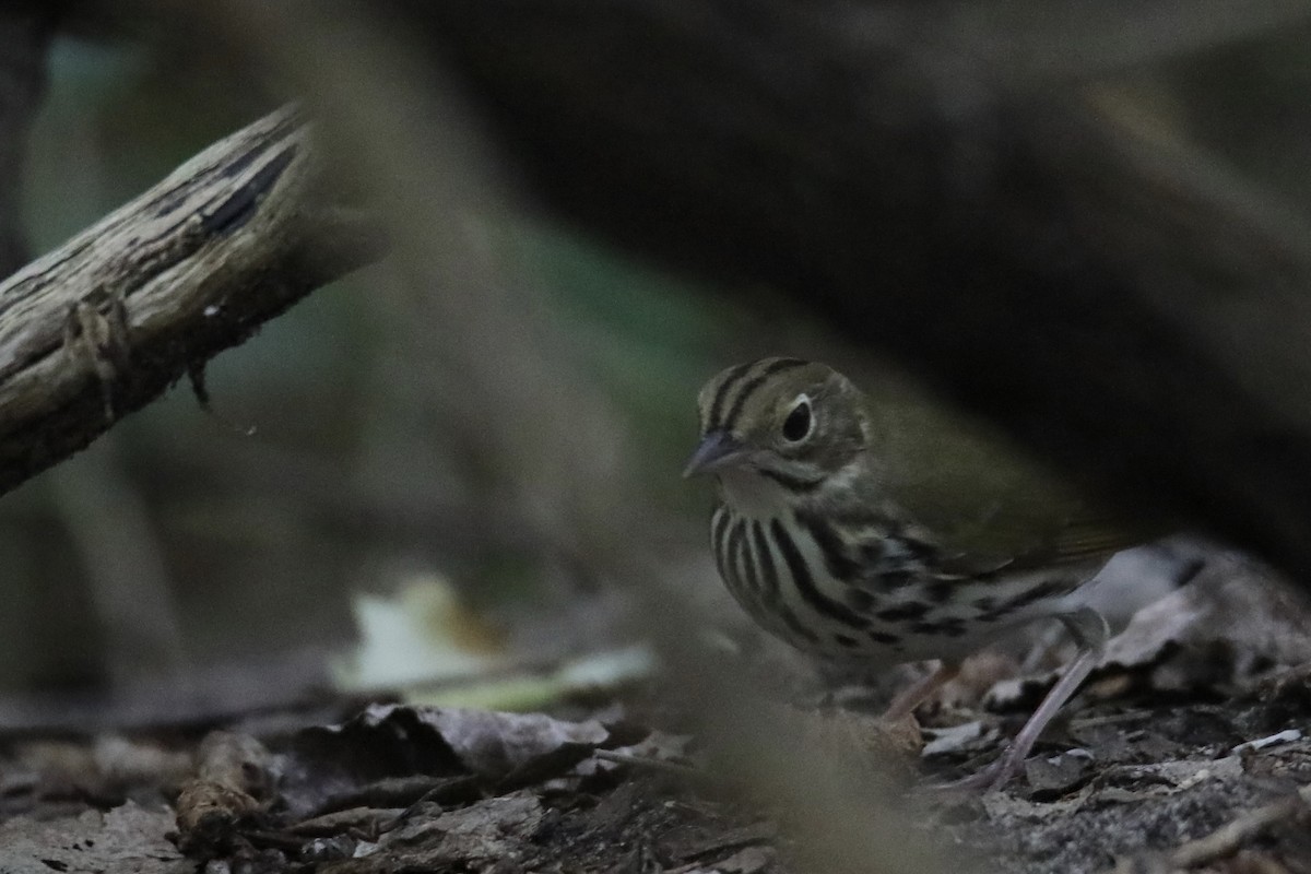 Ovenbird - Gustino Lanese