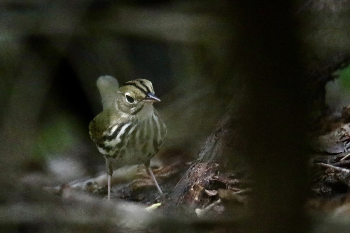 Ovenbird - ML259903711