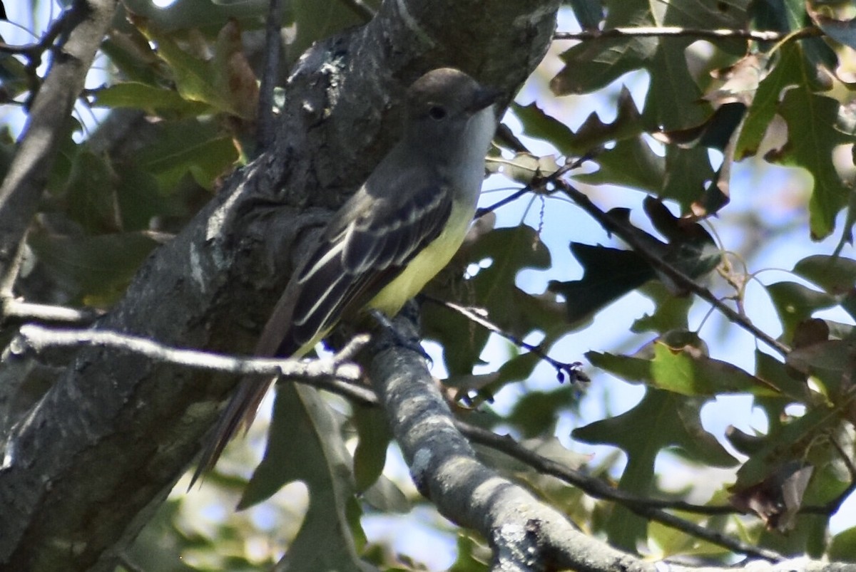 Great Crested Flycatcher - ML259904461