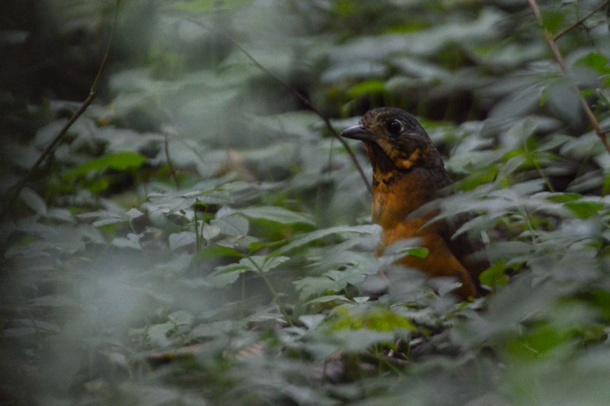 Scaled Antpitta - ML259907551